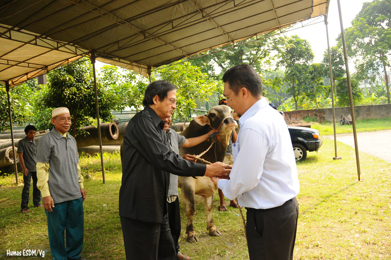 Dirjen EBT KE Serahkan Hewan Qurban Pemberian Menteri ESDM